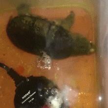 拧耳朵视频深度解析,行为背后的多元解读