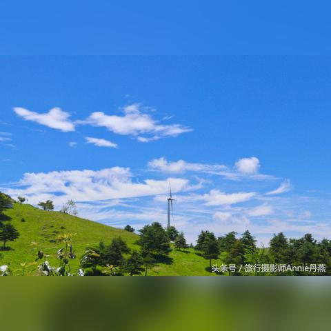 探索自然界神奇鸟类，新奇品种揭秘