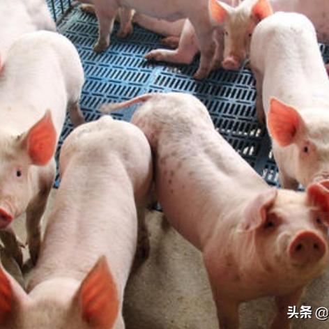 最新猪市行情分析简报