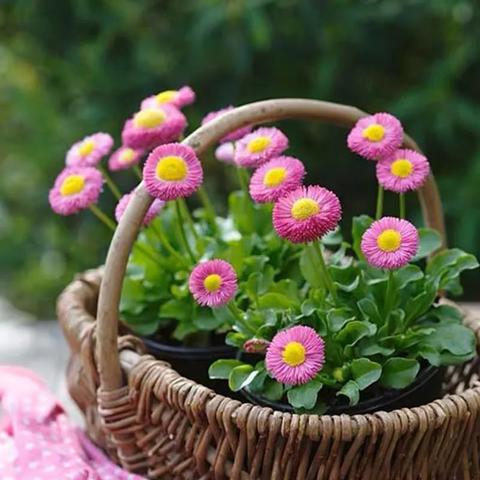 百花香研究报告发布