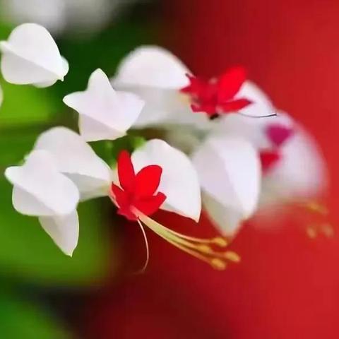 百花香研究报告发布