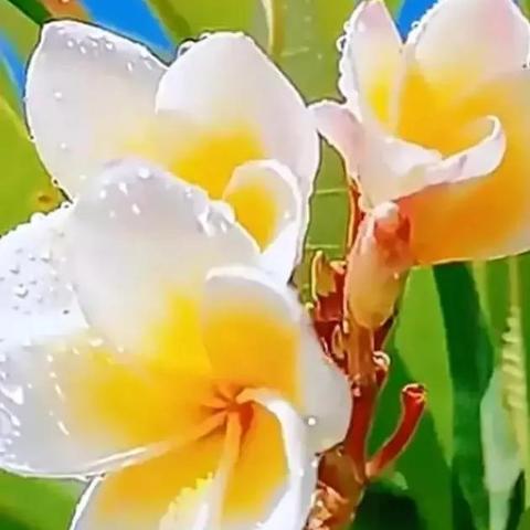 百花香研究报告发布