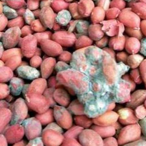 最新灭鼠标准,全面控制鼠害,守护生活环境