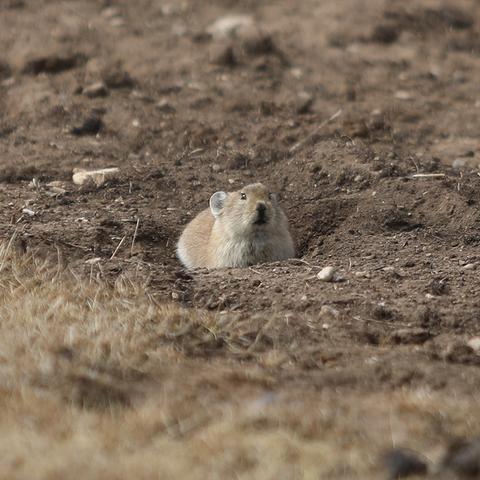 最新灭鼠标准,全面控制鼠害,守护生活环境