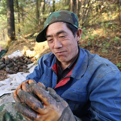 最新松子收购价格走势分析